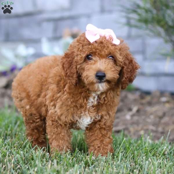 Bella, Miniature Poodle Puppy